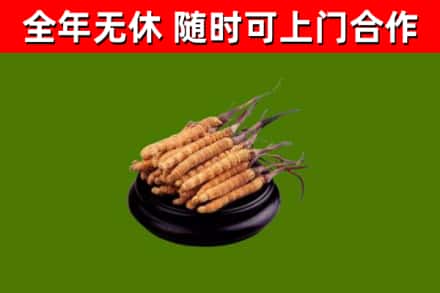 长宁回收冬虫夏草