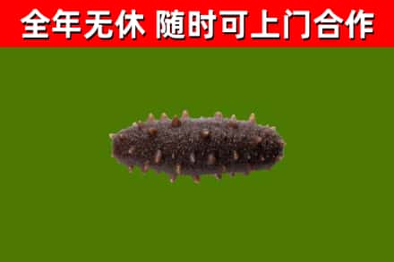 长宁回收海参干